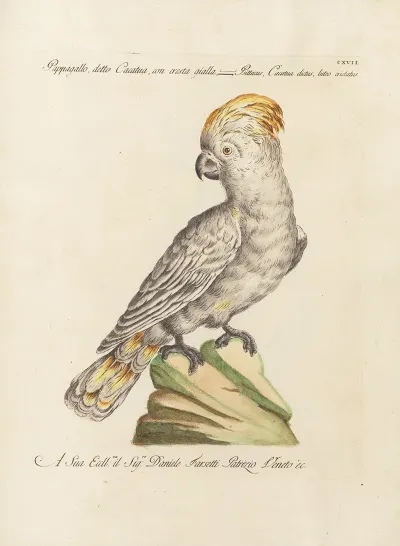 Ornithologia Methodice Digesta Pl 117