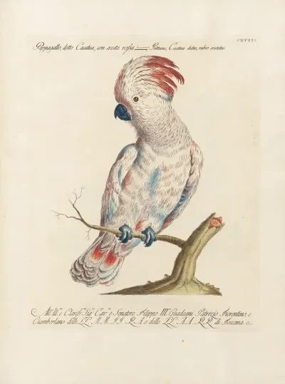 Ornithologia Methodice Digesta Pl 118