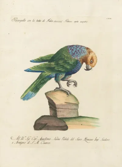 Ornithologia Methodice Digesta Pl 120