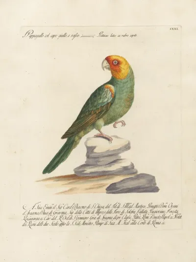 Ornithologia Methodice Digesta Pl 121