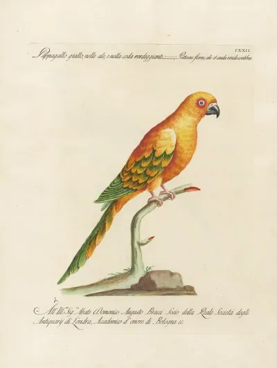 Ornithologia Methodice Digesta Pl 122