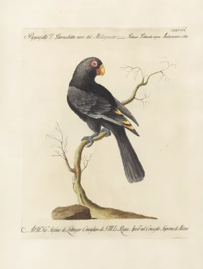 Ornithologia Methodice Digesta Pl 125