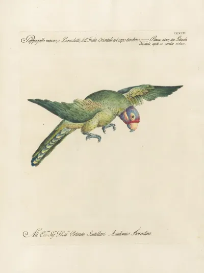 Ornithologia Methodice Digesta Pl 126