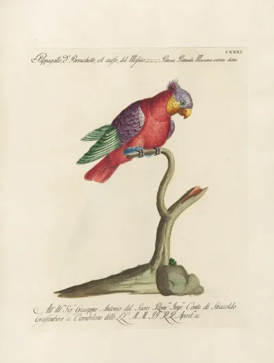 Ornithologia Methodice Digesta Pl 128