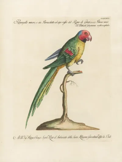 Ornithologia Methodice Digesta Pl 129