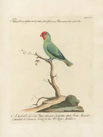 Ornithologia Methodice Digesta Pl 130