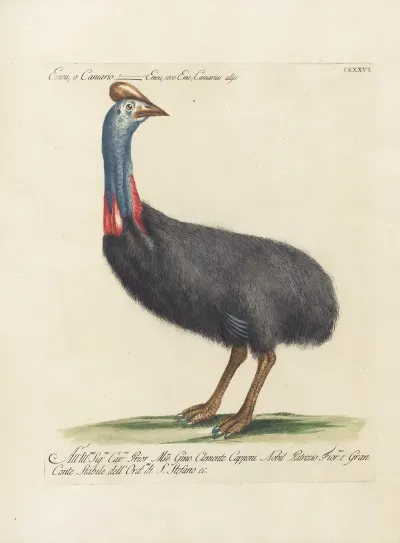Ornithologia Methodice Digesta Pl 133