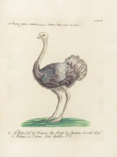 Ornithologia Methodice Digesta Pl 135