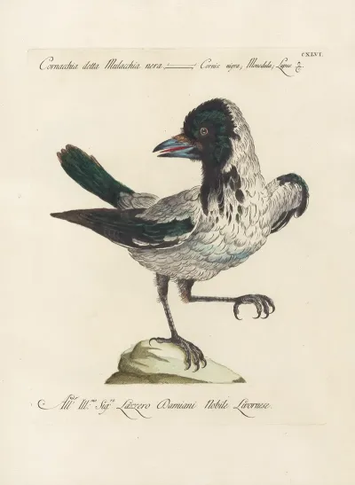 Ornithologia Methodice Digesta Pl 143