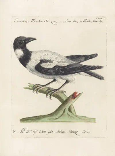 Ornithologia Methodice Digesta Pl 144