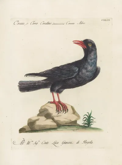 Ornithologia Methodice Digesta Pl 146