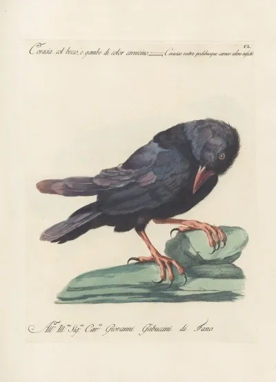 Ornithologia Methodice Digesta Pl 147