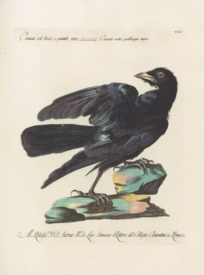 Ornithologia Methodice Digesta Pl 148