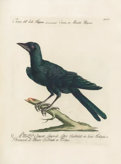 Ornithologia Methodice Digesta Pl 151