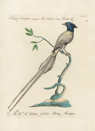 Ornithologia Methodice Digesta Pl 154