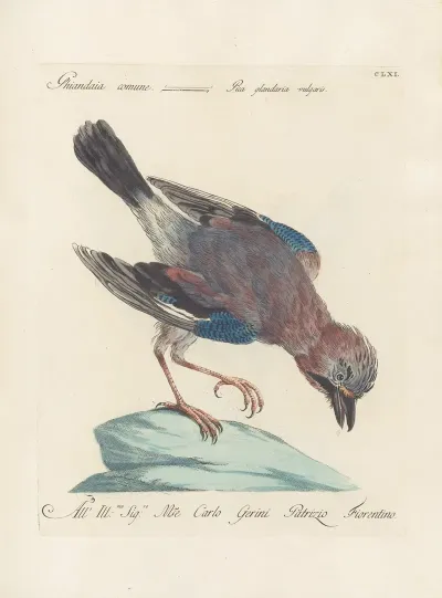 Ornithologia Methodice Digesta Pl 156