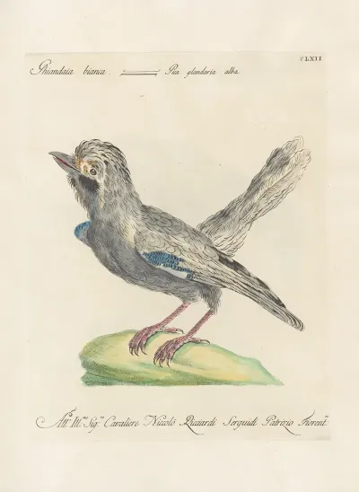 Ornithologia Methodice Digesta Pl 157
