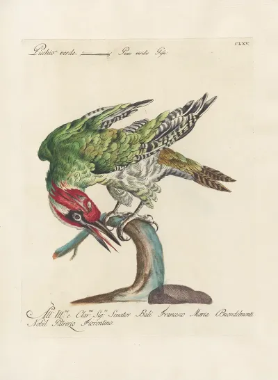 Ornithologia Methodice Digesta Pl 160