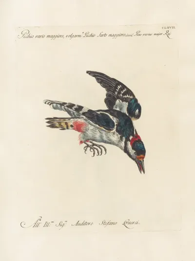 Ornithologia Methodice Digesta Pl 162