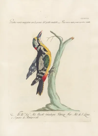 Ornithologia Methodice Digesta Pl 163