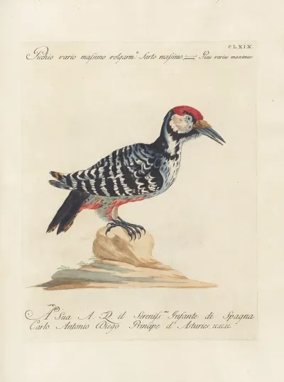 Ornithologia Methodice Digesta Pl 164