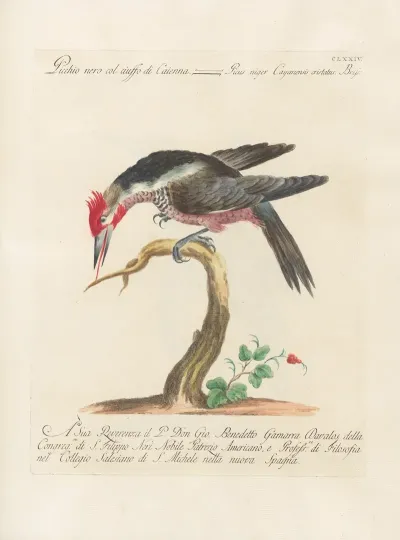 Ornithologia Methodice Digesta Pl 167