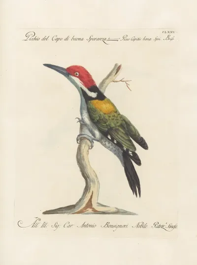 Ornithologia Methodice Digesta Pl 168