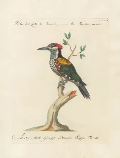 Ornithologia Methodice Digesta Pl 172