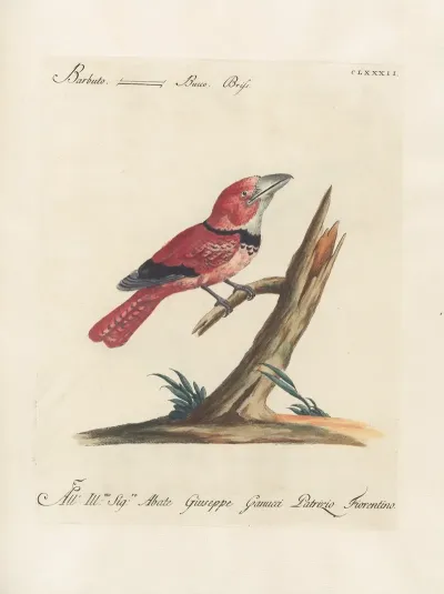 Ornithologia Methodice Digesta Pl 175
