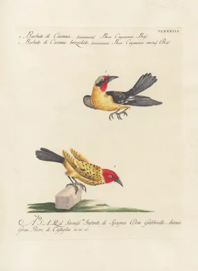 Ornithologia Methodice Digesta Pl 176