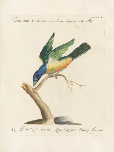 Ornithologia Methodice Digesta Pl 180