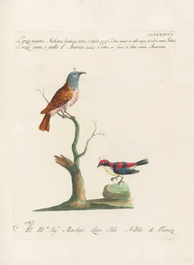 Ornithologia Methodice Digesta Pl 185