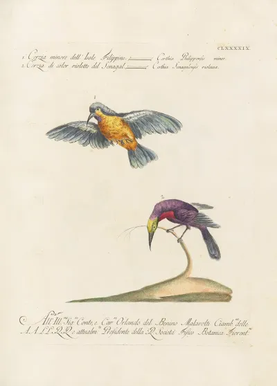 Ornithologia Methodice Digesta Pl 186