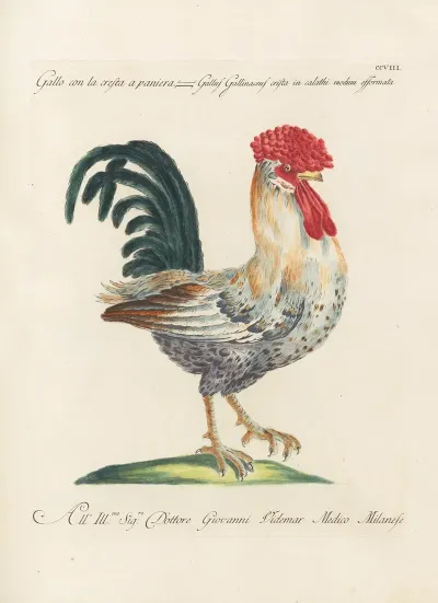 Ornithologia Methodice Digesta Pl 190