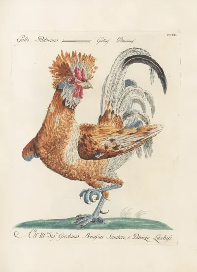 Ornithologia Methodice Digesta Pl 191