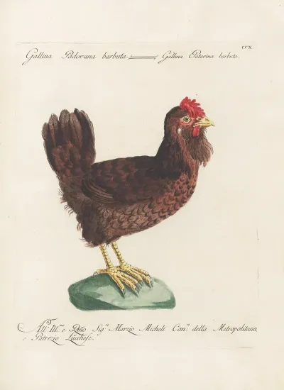Ornithologia Methodice Digesta Pl 192