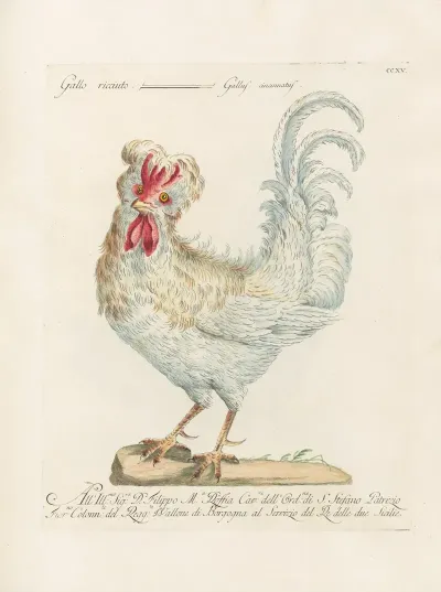 Ornithologia Methodice Digesta Pl 197