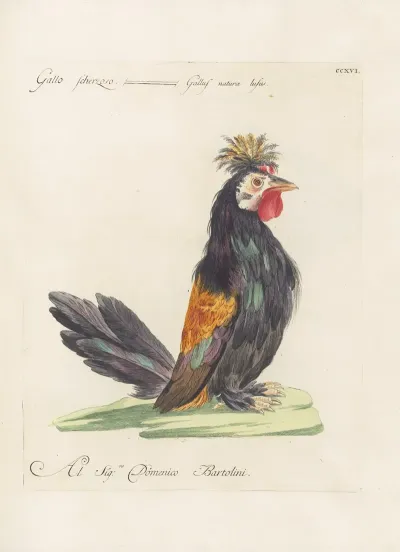 Ornithologia Methodice Digesta Pl 198