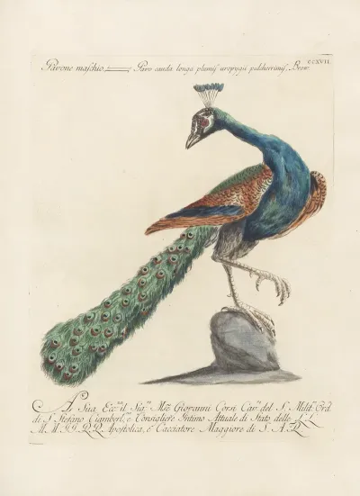 Ornithologia Methodice Digesta Pl 199