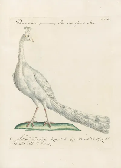 Ornithologia Methodice Digesta Pl 200