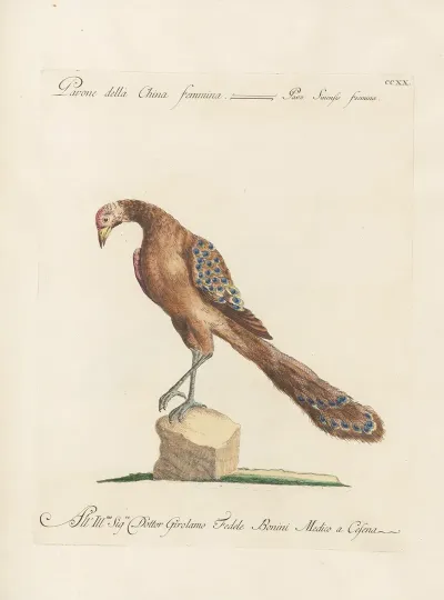 Ornithologia Methodice Digesta Pl 202