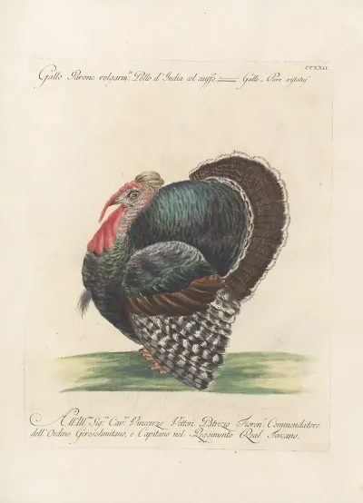 Ornithologia Methodice Digesta Pl 204