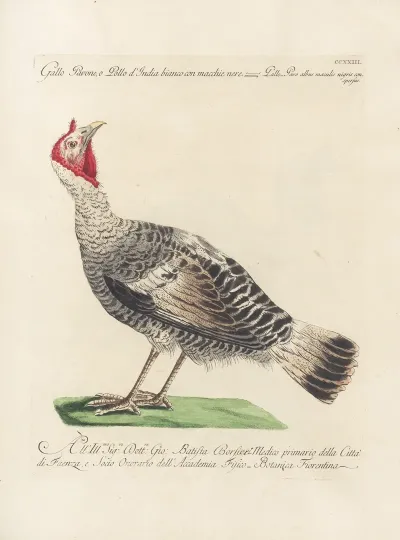 Ornithologia Methodice Digesta Pl 205