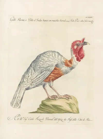 Ornithologia Methodice Digesta Pl 206
