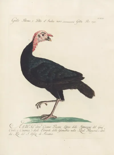 Ornithologia Methodice Digesta Pl 207