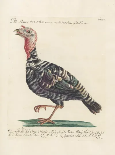 Ornithologia Methodice Digesta Pl 208