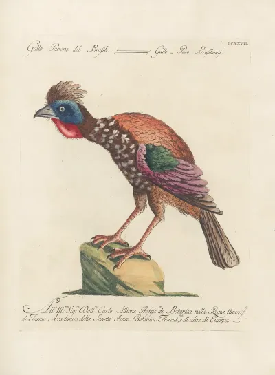 Ornithologia Methodice Digesta Pl 209