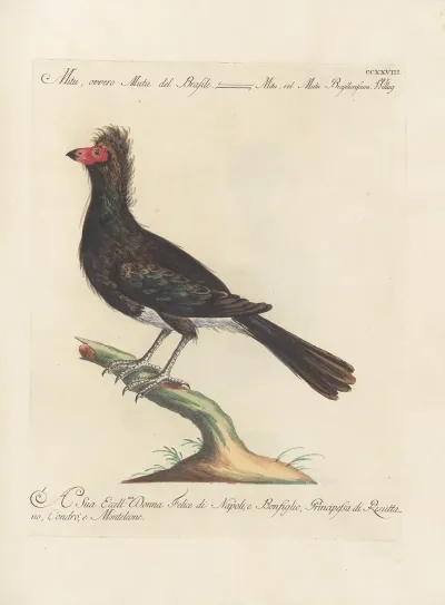 Ornithologia Methodice Digesta Pl 210