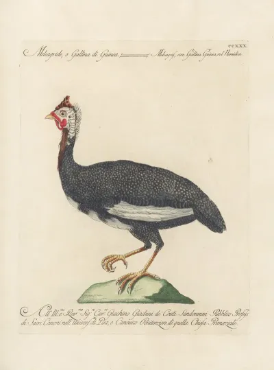 Ornithologia Methodice Digesta Pl 212