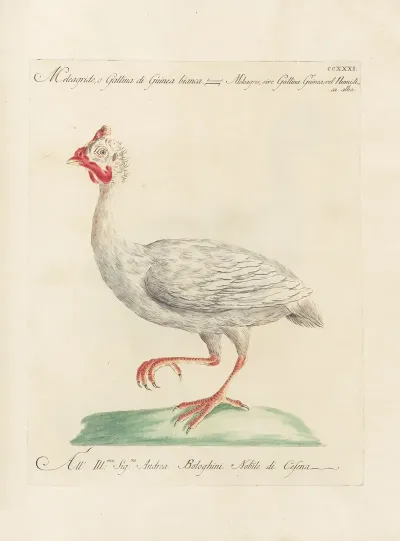 Ornithologia Methodice Digesta Pl 213